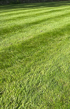 Large ornamental lawn