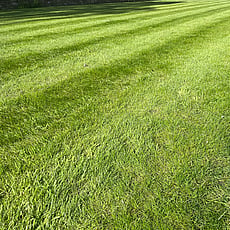 Large ornamental lawn