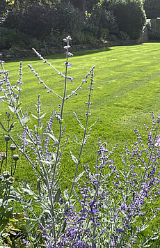 Large ornamental lawn with russian sage ( lavender )
