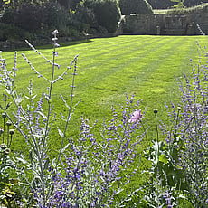 Large ornamental lawn with russian sage ( lavender )
