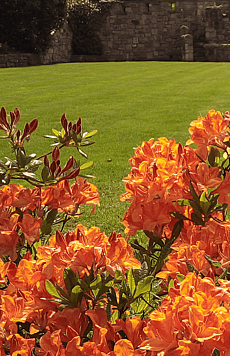 Large ornamental lawn with Aralia border