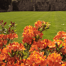 Large ornamental lawn with Aralia border