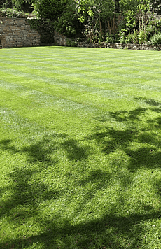 Large ornamental lawn