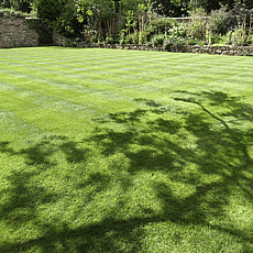 Large ornamental lawn 