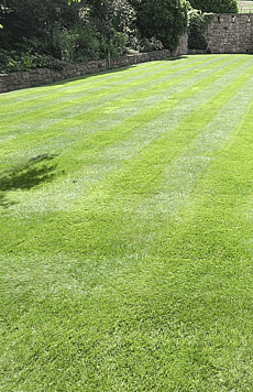 Large ornamental lawn