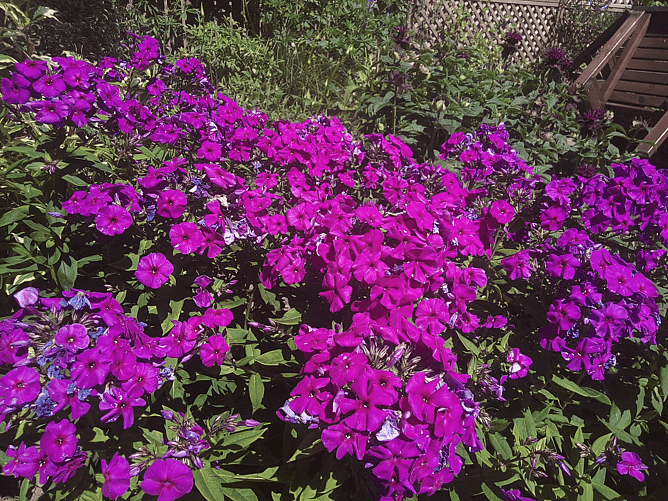 Flower boarder