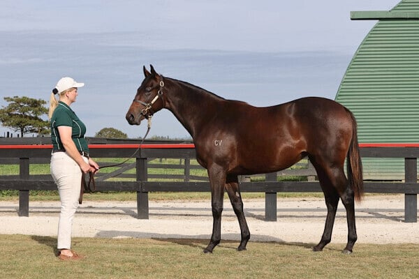 “We were confident that we were offering yearlings that physically, were up to our usual Karaka standard,” commented Curraghmore principal Gordon Cunningham. - Photo: Trish Dunell