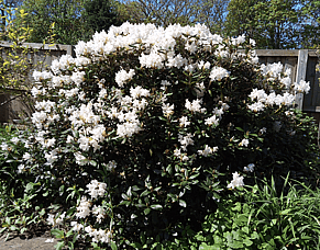 Scent and Structure: Spring Highlights
