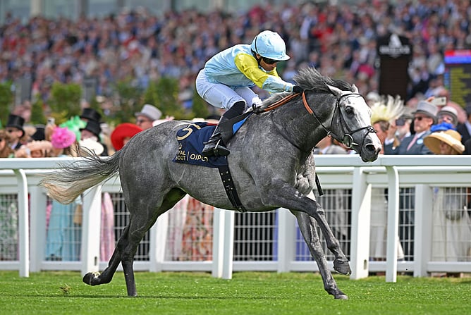 Three-time Group One winner Charyn will join Cambridge Stud's stallion roster this coming breeding season. - Photo: Supplied