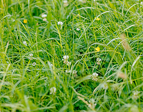Pasture Cover for Winter, Setting the Platform for the Season Ahead