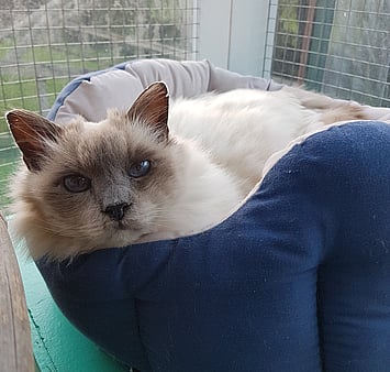 Beloved cat remembered at Keepin Katz