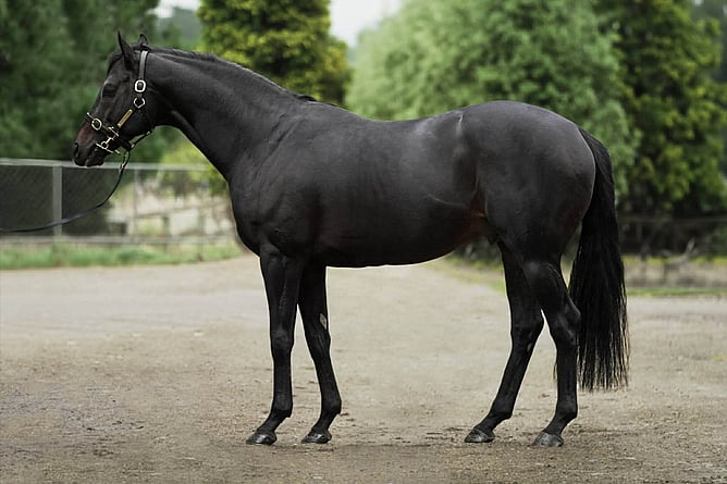 Popular young sire Alflaila at White Robe Lodge - Photo: supplied