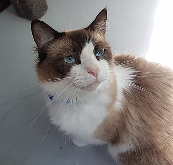 Gentle memorial cat - Keepin Katz