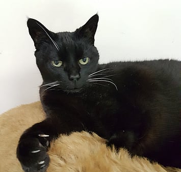 Black cat memorial image at Keepin Katz cattery