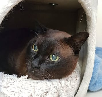 Keepin Katz memorial - black feline