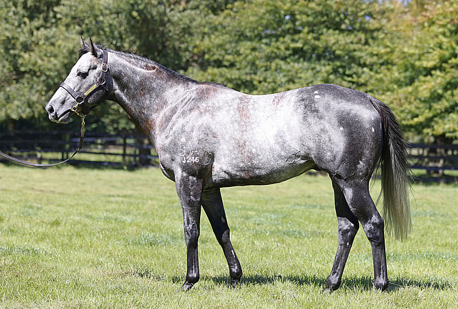 Per Incanto’s Group One winning son Little Brose at Little Avondale Stud - Photo: supplied