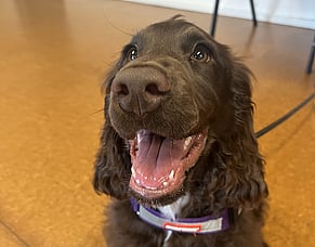 My Puppy Isn't Fully Vaccinated, How Can I Tire Them Out?