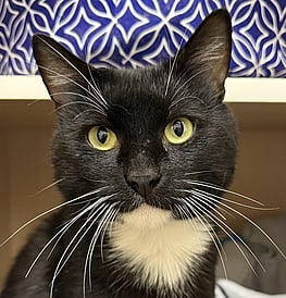 Buster - Turns food to fuel!