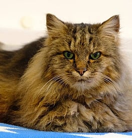 Stripes - Once lost, forever found