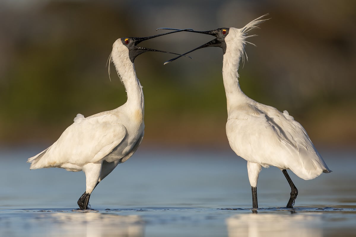 my-favourite-bird-photography-locations-in-new-zealand-maddox-photography