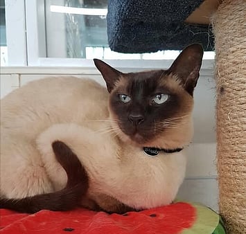 Remembering cat who enriched cattery life