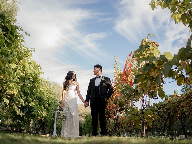 The Vines