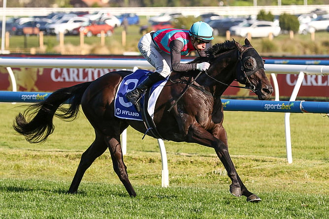 Multiple Group One winner Antino has been retired - Photo: Bruno Cannatelli