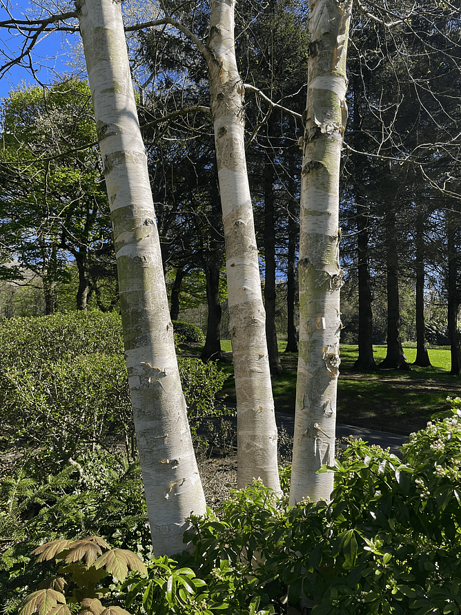 Betula utilis jacquemontii ( Himalayan Birch )
