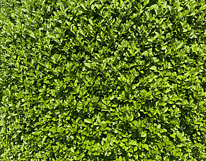 Rediscovering Privet Hedging