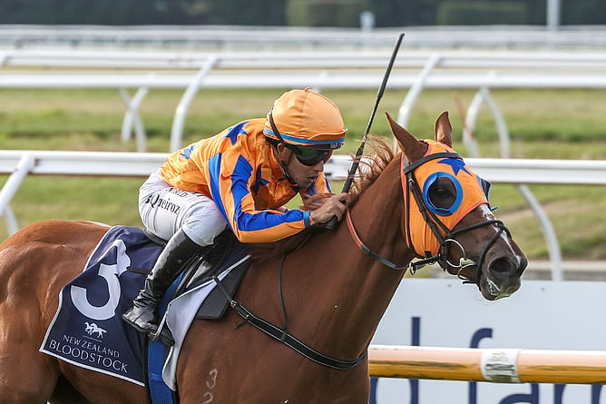Perlino winning the Listed New Zealand Bloodstock Warstep Stakes (2000m). - Photo: Race Images South