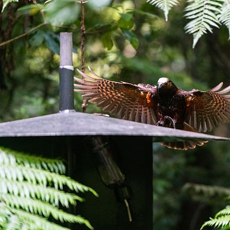 Endangered bird reserve