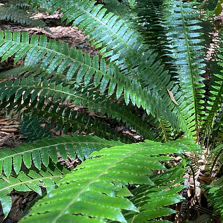Crown fern flora