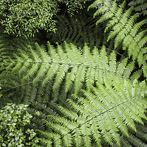 Silver fern from above