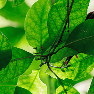 Tieke by Camilla Caton