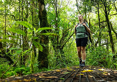 Hiking Over Maungatautari