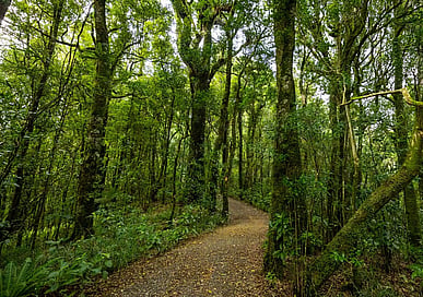 Wairere Traverse Track