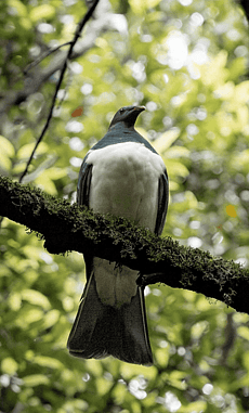Kereru