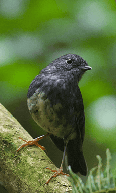 Robin