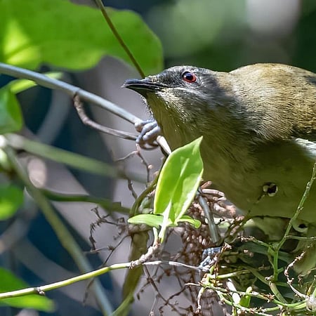 Korimako/Bellbird. Photo: Geoff Shepherd