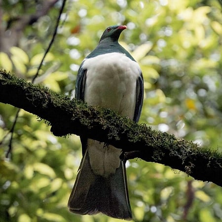 Kererū. Photo: Dan Mickleson