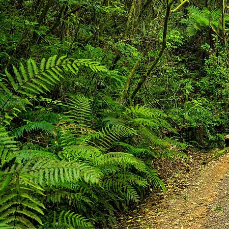 Bridge on Wairere Traverse