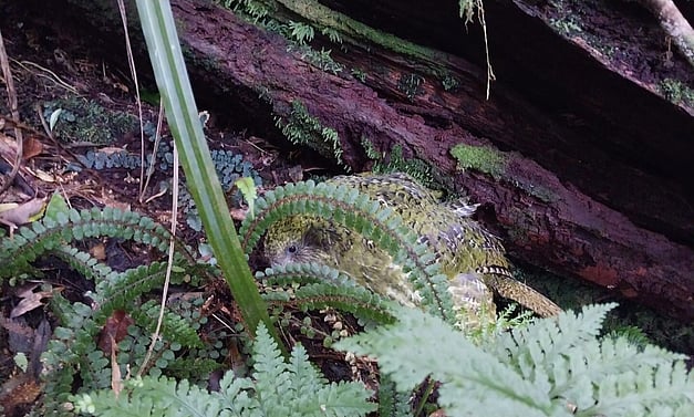 kakapo