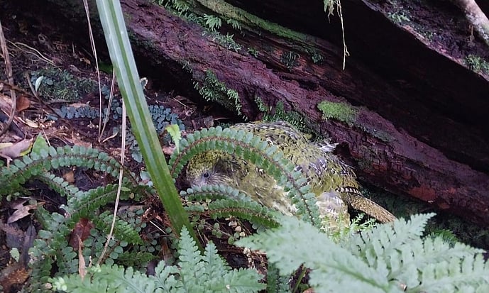 kakapo