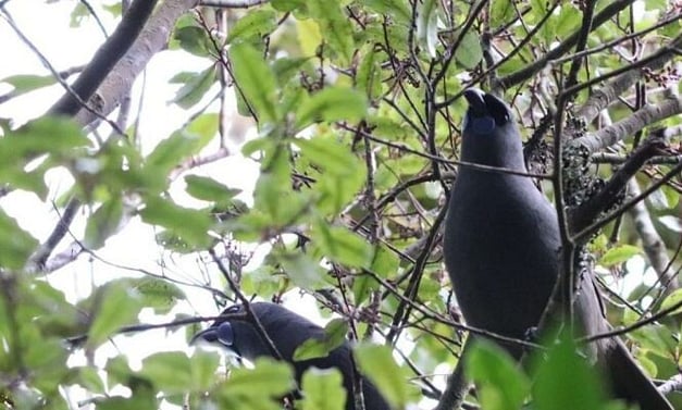 kokako