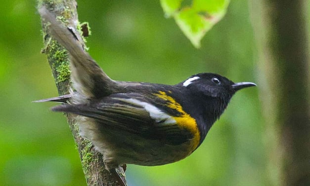 hihi/stitchbird