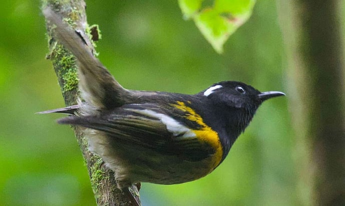 hihi/stitchbird