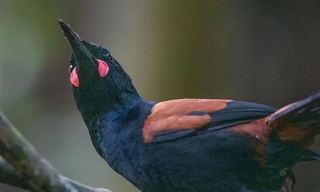North Island saddleback