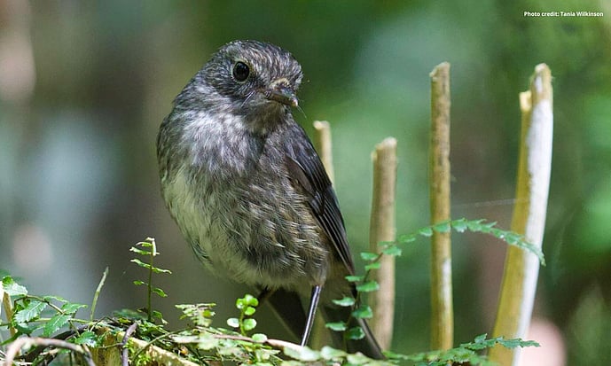 Pitoitoi - North Island Robin