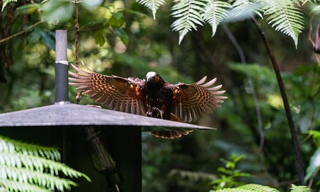 North Island kaka