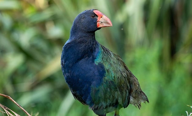 South Island takahe